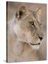 Lioness (Panthera Leo), Kgalagadi Transfrontier Park, South Africa, Africa-Ann & Steve Toon-Stretched Canvas