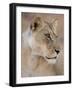 Lioness (Panthera Leo), Kgalagadi Transfrontier Park, South Africa, Africa-Ann & Steve Toon-Framed Photographic Print