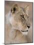 Lioness (Panthera Leo), Kgalagadi Transfrontier Park, South Africa, Africa-Ann & Steve Toon-Mounted Photographic Print