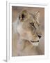 Lioness (Panthera Leo), Kgalagadi Transfrontier Park, South Africa, Africa-Ann & Steve Toon-Framed Photographic Print