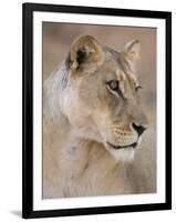 Lioness (Panthera Leo), Kgalagadi Transfrontier Park, South Africa, Africa-Ann & Steve Toon-Framed Photographic Print