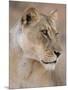 Lioness (Panthera Leo), Kgalagadi Transfrontier Park, South Africa, Africa-Ann & Steve Toon-Mounted Photographic Print