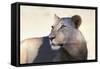 Lioness (Panthera Leo), Kgalagadi Transfrontier Park, South Africa, Africa-Ann and Steve Toon-Framed Stretched Canvas