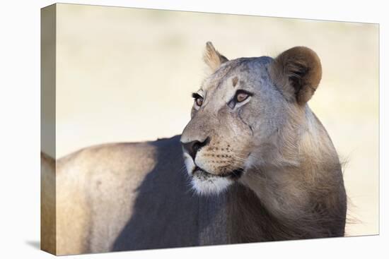 Lioness (Panthera Leo), Kgalagadi Transfrontier Park, South Africa, Africa-Ann and Steve Toon-Stretched Canvas