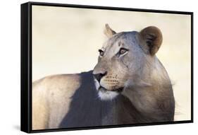 Lioness (Panthera Leo), Kgalagadi Transfrontier Park, South Africa, Africa-Ann and Steve Toon-Framed Stretched Canvas
