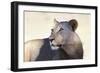 Lioness (Panthera Leo), Kgalagadi Transfrontier Park, South Africa, Africa-Ann and Steve Toon-Framed Photographic Print