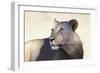 Lioness (Panthera Leo), Kgalagadi Transfrontier Park, South Africa, Africa-Ann and Steve Toon-Framed Photographic Print