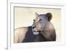 Lioness (Panthera Leo), Kgalagadi Transfrontier Park, South Africa, Africa-Ann and Steve Toon-Framed Photographic Print