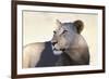 Lioness (Panthera Leo), Kgalagadi Transfrontier Park, South Africa, Africa-Ann and Steve Toon-Framed Photographic Print