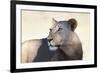 Lioness (Panthera Leo), Kgalagadi Transfrontier Park, South Africa, Africa-Ann and Steve Toon-Framed Photographic Print