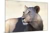 Lioness (Panthera Leo), Kgalagadi Transfrontier Park, South Africa, Africa-Ann and Steve Toon-Mounted Photographic Print