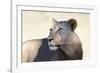 Lioness (Panthera Leo), Kgalagadi Transfrontier Park, South Africa, Africa-Ann and Steve Toon-Framed Photographic Print