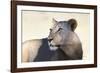 Lioness (Panthera Leo), Kgalagadi Transfrontier Park, South Africa, Africa-Ann and Steve Toon-Framed Photographic Print