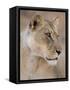 Lioness (Panthera Leo), Kgalagadi Transfrontier Park, South Africa, Africa-Ann & Steve Toon-Framed Stretched Canvas