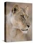 Lioness (Panthera Leo), Kgalagadi Transfrontier Park, South Africa, Africa-Ann & Steve Toon-Stretched Canvas