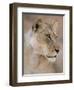 Lioness (Panthera Leo), Kgalagadi Transfrontier Park, South Africa, Africa-Ann & Steve Toon-Framed Photographic Print