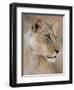 Lioness (Panthera Leo), Kgalagadi Transfrontier Park, South Africa, Africa-Ann & Steve Toon-Framed Photographic Print