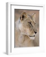 Lioness (Panthera Leo), Kgalagadi Transfrontier Park, South Africa, Africa-Ann & Steve Toon-Framed Photographic Print