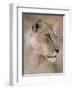 Lioness (Panthera Leo), Kgalagadi Transfrontier Park, South Africa, Africa-Ann & Steve Toon-Framed Photographic Print