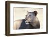 Lioness (Panthera Leo), Kgalagadi Transfrontier Park, South Africa, Africa-Ann and Steve Toon-Framed Photographic Print
