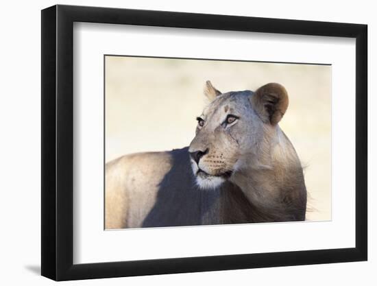 Lioness (Panthera Leo), Kgalagadi Transfrontier Park, South Africa, Africa-Ann and Steve Toon-Framed Photographic Print