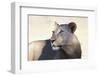 Lioness (Panthera Leo), Kgalagadi Transfrontier Park, South Africa, Africa-Ann and Steve Toon-Framed Photographic Print