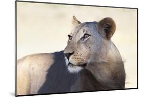 Lioness (Panthera Leo), Kgalagadi Transfrontier Park, South Africa, Africa-Ann and Steve Toon-Mounted Photographic Print