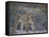 Lioness (Panthera Leo), Kgalagadi Transfrontier Park-James Hager-Framed Stretched Canvas