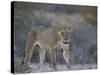 Lioness (Panthera Leo), Kgalagadi Transfrontier Park-James Hager-Stretched Canvas