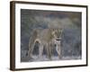 Lioness (Panthera Leo), Kgalagadi Transfrontier Park-James Hager-Framed Photographic Print