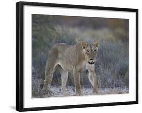 Lioness (Panthera Leo), Kgalagadi Transfrontier Park-James Hager-Framed Photographic Print