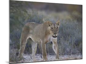 Lioness (Panthera Leo), Kgalagadi Transfrontier Park-James Hager-Mounted Photographic Print