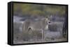 Lioness (Panthera Leo), Kgalagadi Transfrontier Park-James Hager-Framed Stretched Canvas