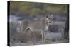 Lioness (Panthera Leo), Kgalagadi Transfrontier Park-James Hager-Stretched Canvas