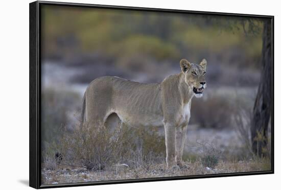 Lioness (Panthera Leo), Kgalagadi Transfrontier Park-James Hager-Framed Photographic Print