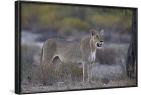 Lioness (Panthera Leo), Kgalagadi Transfrontier Park-James Hager-Framed Photographic Print