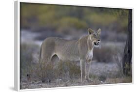 Lioness (Panthera Leo), Kgalagadi Transfrontier Park-James Hager-Framed Photographic Print