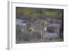 Lioness (Panthera Leo), Kgalagadi Transfrontier Park-James Hager-Framed Photographic Print