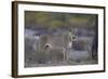 Lioness (Panthera Leo), Kgalagadi Transfrontier Park-James Hager-Framed Photographic Print