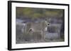 Lioness (Panthera Leo), Kgalagadi Transfrontier Park-James Hager-Framed Photographic Print