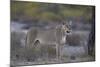 Lioness (Panthera Leo), Kgalagadi Transfrontier Park-James Hager-Mounted Photographic Print