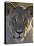 Lioness (Panthera Leo), Kgalagadi Transfrontier Park-James Hager-Stretched Canvas