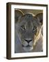 Lioness (Panthera Leo), Kgalagadi Transfrontier Park-James Hager-Framed Photographic Print