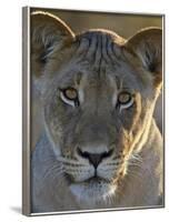 Lioness (Panthera Leo), Kgalagadi Transfrontier Park-James Hager-Framed Photographic Print