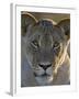 Lioness (Panthera Leo), Kgalagadi Transfrontier Park-James Hager-Framed Photographic Print