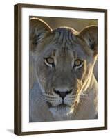 Lioness (Panthera Leo), Kgalagadi Transfrontier Park-James Hager-Framed Photographic Print