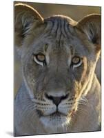 Lioness (Panthera Leo), Kgalagadi Transfrontier Park-James Hager-Mounted Photographic Print