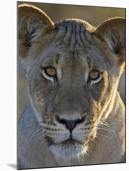 Lioness (Panthera Leo), Kgalagadi Transfrontier Park-James Hager-Mounted Photographic Print