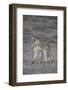 Lioness (Panthera Leo), Kgalagadi Transfrontier Park-James Hager-Framed Photographic Print