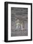 Lioness (Panthera Leo), Kgalagadi Transfrontier Park-James Hager-Framed Photographic Print